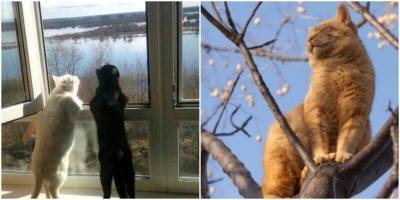 Котики, которые очень рады весне - mur.tv - Россия