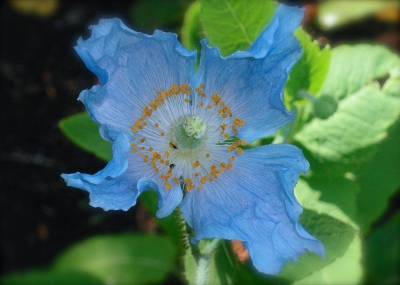 Что их объединяет Голубой цветок из легенды и немецкого поэта Новалиса? - lifehelper.one
