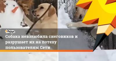 Собака невзлюбила снеговиков и разрушает их на потеху пользователям Сети - mur.tv