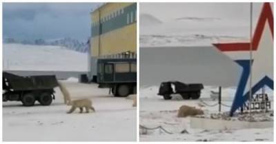 Белые медведи решили "угнать" КамАЗ в Якутии - porosenka.net - Москва - республика Саха