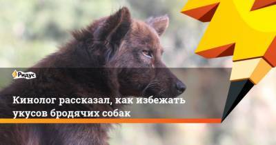 Евгений Цигельницкий - Кинолог рассказал, как избежать укусов бродячих собак - mur.tv