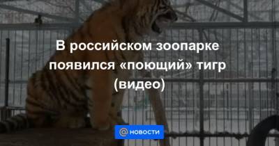 В российском зоопарке появился поющий тигр (видео) - mur.tv