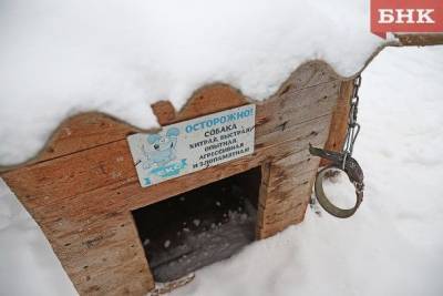 Собак попрятали, сидим по домам: в ухтинском селе волки срывают с цепей друзей человека - mur.tv