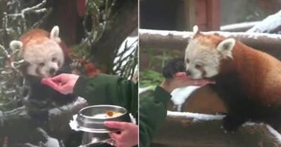 Московский зоопарк показал видео кормления красной панды с руки - mur.tv