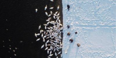 Птицы счастья. Лебеди зимуют на водоеме возле Хмельницкой АЭС фоторепортаж - mur.tv - Хмельницкая обл.