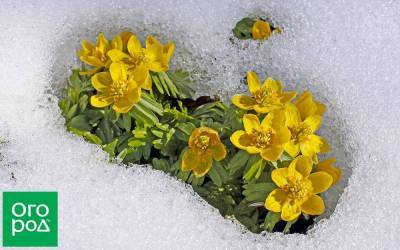 Весна раньше всех: 5 первоцветов, которые не боятся снега и заморозков - sadogorod.club