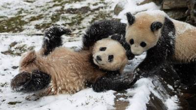 Видео: Маленькие панды катаются с о снежной горки в зоопарке - mur.tv - Сша - Нью-Йорк - Вашингтон