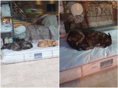 Хозяин магазина мебели делает доброе дело для бездомных собак - mur.tv - Турция