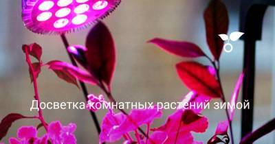 Досветка комнатных растений зимой - sadogorod.club