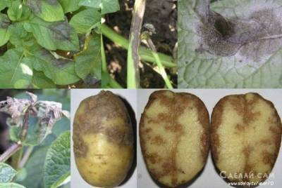 Грибковые заболевания картофеля, способы лечения и меры профилактики - lifehelper.one