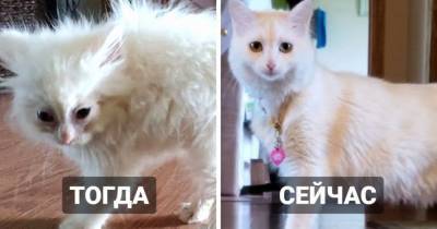 20 примеров того, как растут коты, превращаясь из трогательных комочков в больших пушистых красавцев - mur.tv