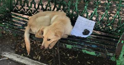В парке нашли брошенного щенка с печальной запиской - mur.tv - Испания