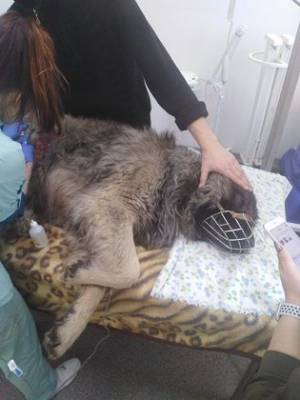 В Корткеросском районе волки отправили пса на операционный стол - mur.tv - республика Коми - Печорск
