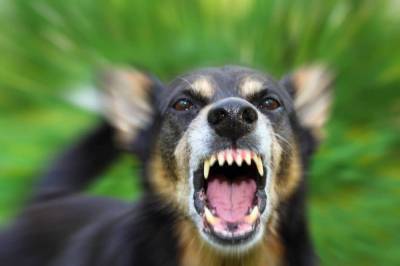 В Астрахани сообщили о массовом расстреле собак - mur.tv - Астрахань