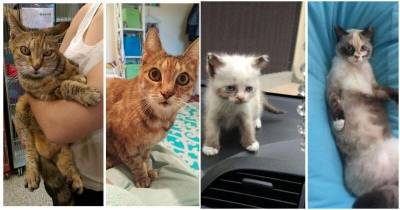 16 потрясающих преображений кошек после того, как их забрали из приютов - mur.tv