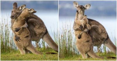 Трогательные объятия мамы-кенгуру и ее малыша умилили пользователей соцсетей - mur.tv