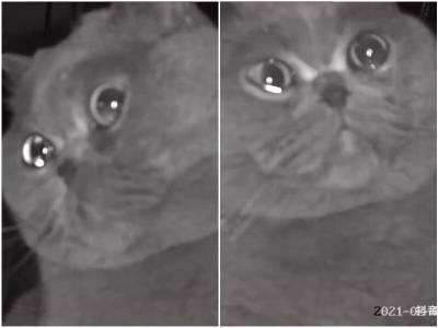 Кот заплакал в камеру наблюдения, услышав голос хозяйки - mur.tv - Китай