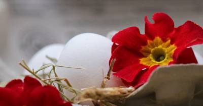 Куриные яйца: польза и вред для здоровья - womo.ua - Сша - штат Коннектикут