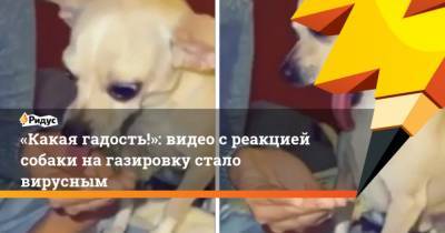 Какая гадость!: видео с реакцией собаки на газировку стало вирусным - mur.tv