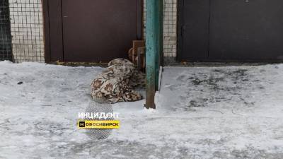 В Новосибирске погибла собака из-за застрявшего в лифте поводка - mur.tv - Россия - Новосибирск