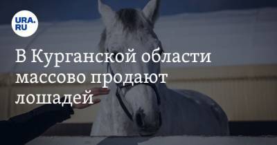 В Курганской области массово продают лошадей - mur.tv - Свердловская обл. - Курганская обл.