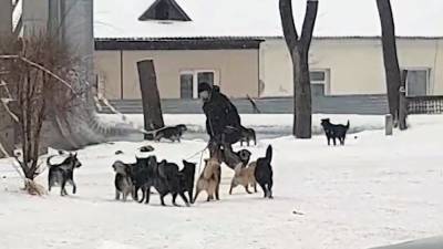 В Приморье стаи бездомных собак нападают на людей - mur.tv - Приморье край - Артем