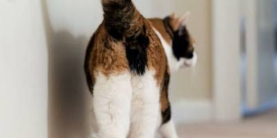 Почему кошка любит показывать мне зад? - mur.tv