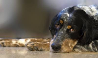 Сколько времени нужно собаке для формирования чувства привязанности к хозяину? - mur.tv