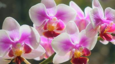 Орхидеи: советы по уходу для начинающих - sadogorod.club
