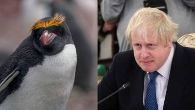 Борис Джонсон - Пингвины не обрадовались заблудившемуся сородичу с “прической” как у Джонсона - mur.tv - Англия - Мальвинские Острова