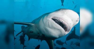 Повезло с женой: отважная женщина на седьмом месяце беременности отбила мужа у 3-метровой акулы - mur.tv - штат Флорида - Usa