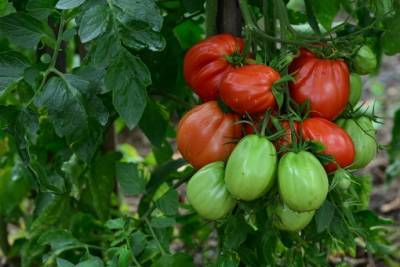 ​Как оборудовать теплые грядки (короба) и какие сорта томатов в них лучше выращивать - polsov.com