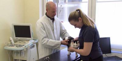 В Австрии зафиксировали первый случай, когда человек заразил кошку коронавирусом - mur.tv - Австрия