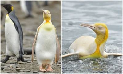 Дэвид Аттенборо - Не такой как все: в Атлантике засняли желтого пингвина - porosenka.net - Бельгия - Антарктида