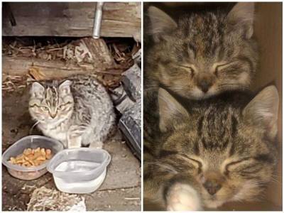 Голодные котята дрожали от холода во дворе семьи - mur.tv