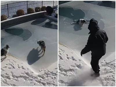 Хозяин быстро среагировал, увидев свою собаку в ледяном бассейне - mur.tv - Сша