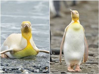 В природе заметили уникального жёлтого пингвина - mur.tv