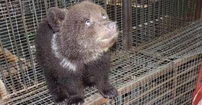 В Омске медведица тайком родила троих деток - mur.tv - Омск