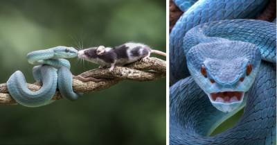 Добром это не кончится: встреча мыши с роскошной голубой гадюкой - porosenka.net - Индонезия