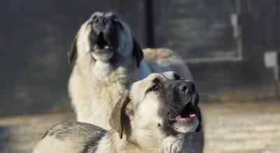 “Зашла на их территорию”: в Северодонецке на местную жительницу напала свора собак - mur.tv - Северодонецк