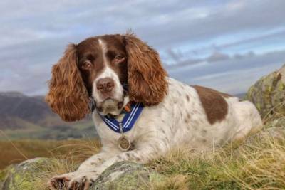 В Великобритании собаку наградили Орденом за заслуги - mur.tv - Англия