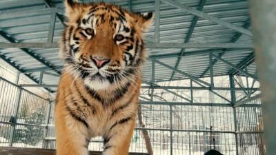 Тигр из барнаульского зоопарка нашел свой неповторимый вокальный стиль. - mur.tv