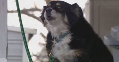 Марта Бертон - Вильям Доррис - В США собака получила в наследство 5 миллинов долларов - mur.tv - Сша - штат Теннесси