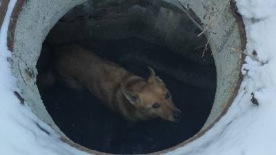 Челябинцы опубликовали видео спасения собаки, провалившейся в люк - mur.tv - Россия - Челябинская обл.