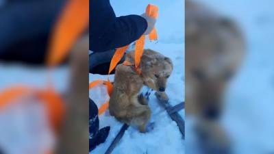 Видео из Сети. Челябинцы опубликовали видео спасения собаки, провалившейся в люк - mur.tv - Челябинская обл.