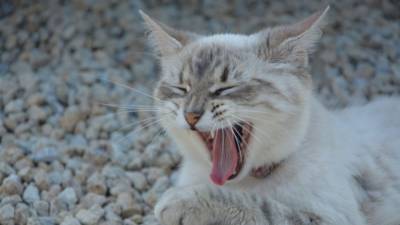 Голодная кошка обглодала руку своей мертвой хозяйки в Набережных Челнах - mur.tv - Набережные Челны