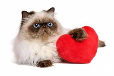Шьем подушки в виде сердца: подарок ко Дню святого Валентина, милый декор своими руками - milayaya.ru