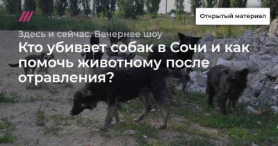 Кто убивает собак в Сочи и как помочь животному после отравления? - mur.tv - Сочи