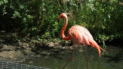 Зоозащитники Кипра заявили об угрозе истребления фламинго - mur.tv - Кипр