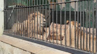 Сотрудница немецкого зоопарка была госпитализирована после встречи со львом - mur.tv - Черниговская обл.